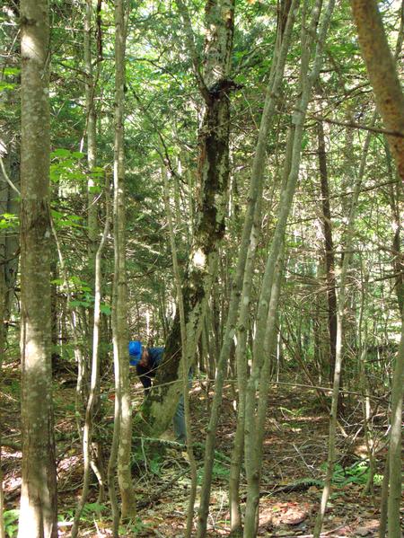 Andy cutting down a standing, dead tree.