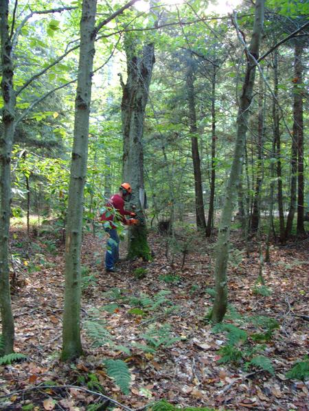 Bill cutting down another standing, dead tree.