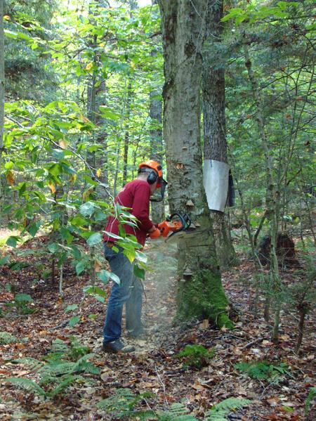 Bill cutting down another standing, dead tree.