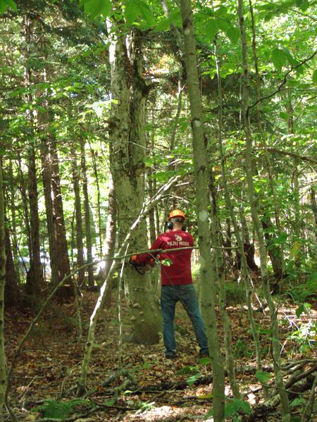 Bill cutting down another standing, dead tree.