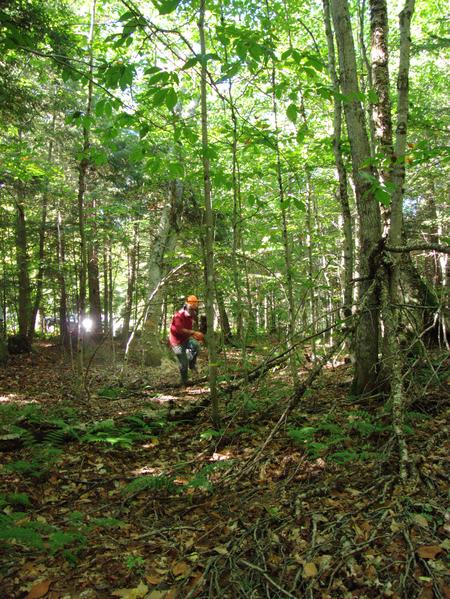 Bill running from the falling dead tree.