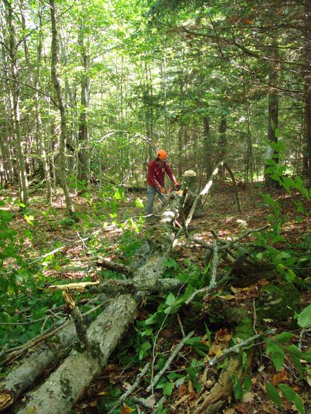 Processing the felled, dead tree.