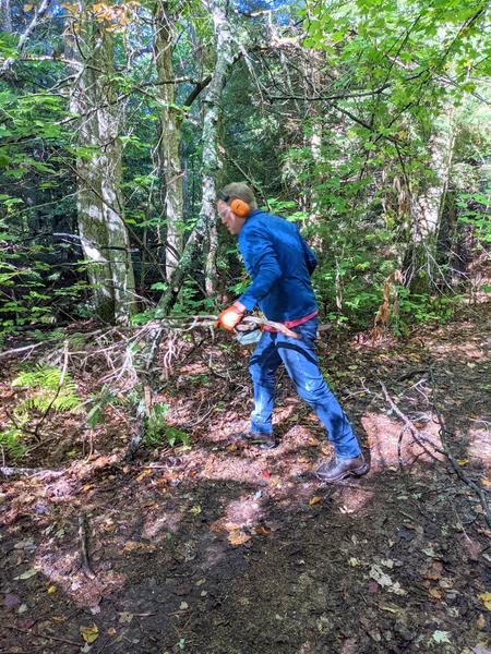 Bill clearing the way to cut down one of the topped trees along the driveway.