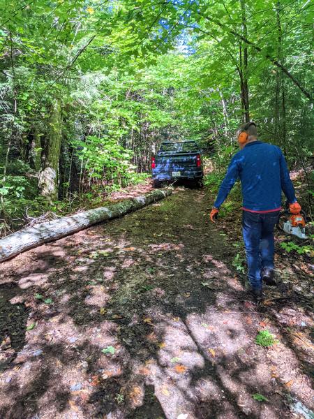 Dragging the topped tree back along the driveway to be processed at the Cabin.