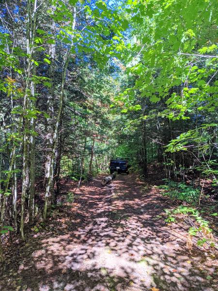 Dragging the topped tree back along the driveway to be processed at the Cabin.