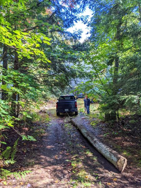 Dragging the topped tree back along the driveway to be processed at the Cabin.