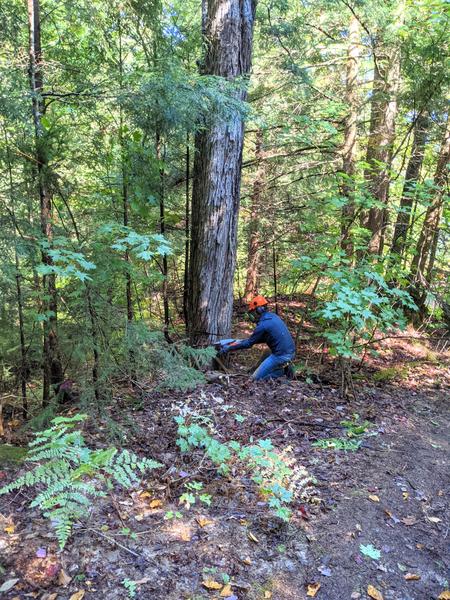 Mikey cutting down the big dead tree along the driveway.