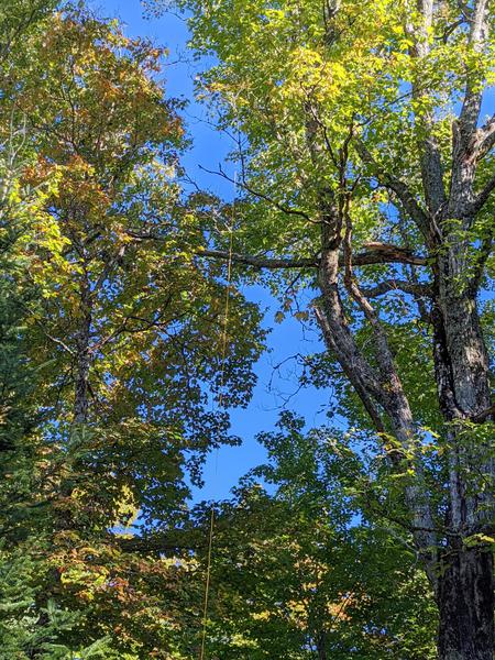 "Widowmaker" in tree above the woodshed.