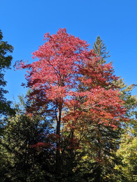 Fall colors near the Cabin coming out on a beautiful day.