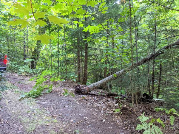 Second (successful) attempt to pull out dead tree that had the "Do Not Enter" sign.