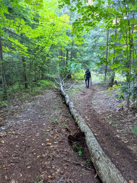 Tree pulled out.