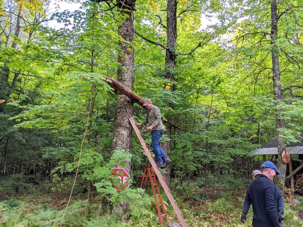 Putting up a new buck pole.