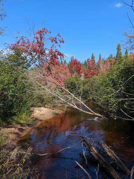 Sucker river with a new beaver dam in the distance.