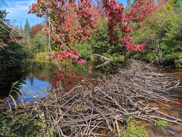 New beaver dam across the Sucker river.