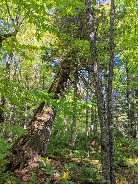 Large cedar leaning in the woods.