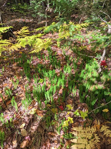 Ground cover growing in the woods.