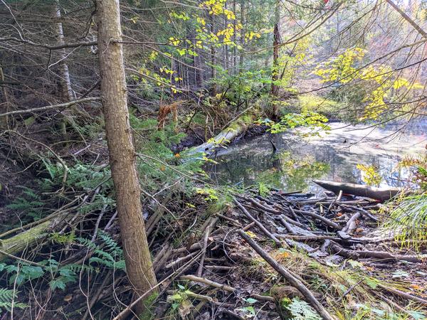 Old beaver dam on the other side of McCloud Grade.