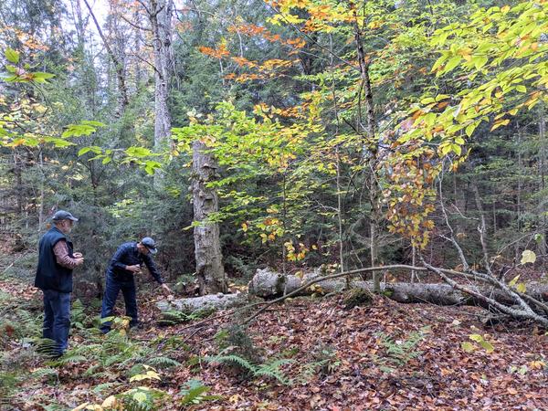 Arthur and Andy at a tree across the creek from the Cabin that we heard fall.
