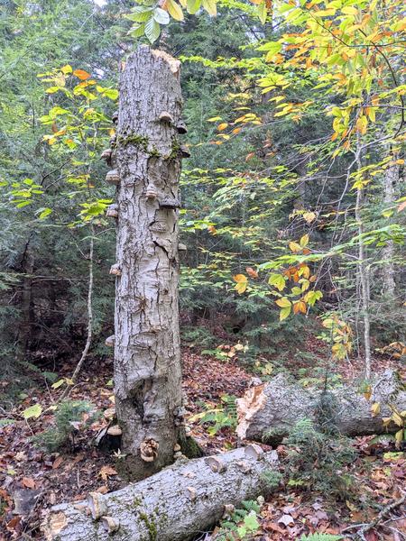 The tree across the creek from the Cabin that we heard fall.