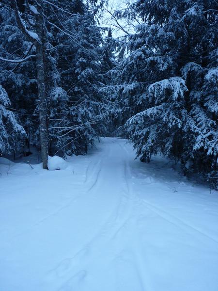 The path out from the Cabin.