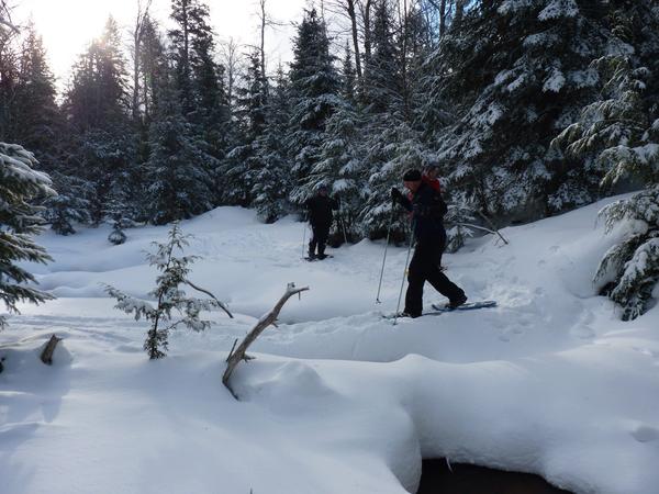 Jim crossing a branch of the Sucker river on a fallen log.