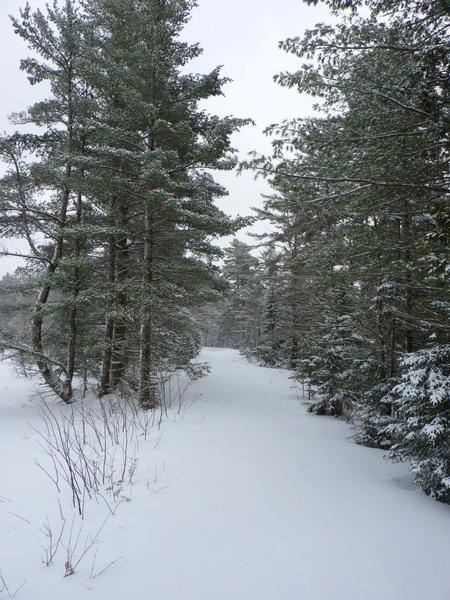 Path along a Barfield lake leading to the ridge.