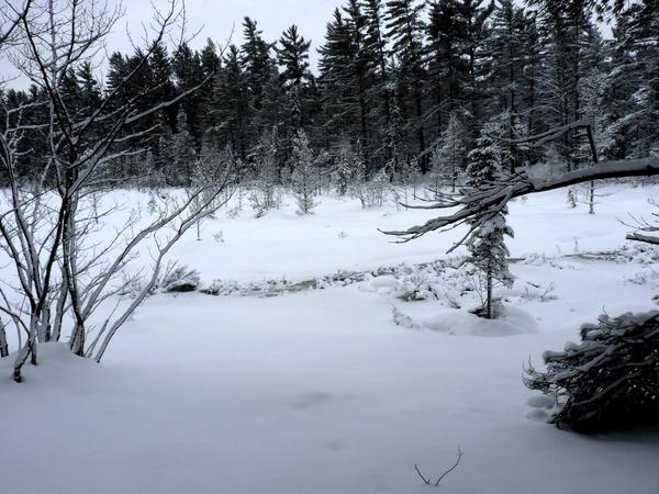 View of an edge of one of the Barfield lakes.  It is not completely frozen despite the cold temperatures.