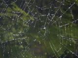 A dewey spider's web.