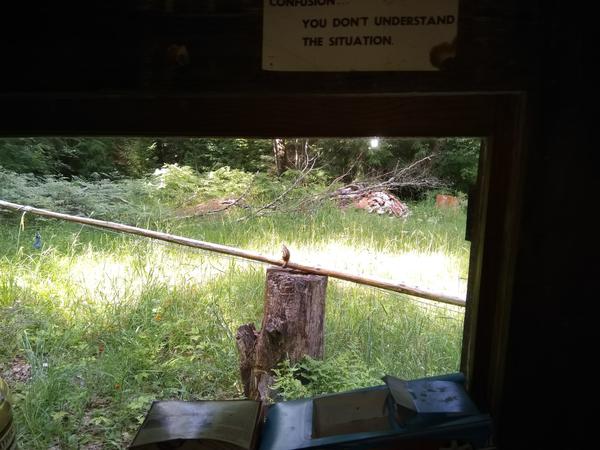 Chipmunk outside the Cabin.