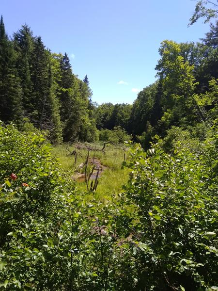 View of Harvey creek.