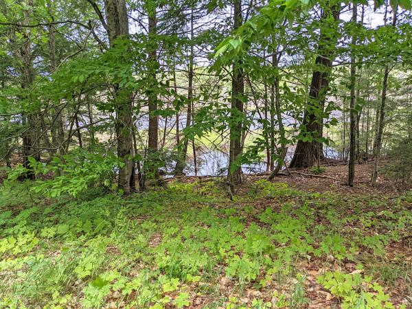 Lake in the woods.