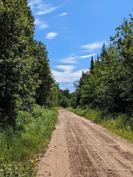 Deer off in the distance along McCloud Grade.