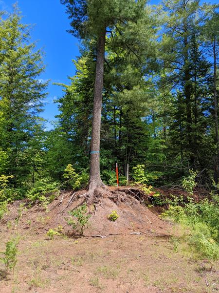 Site of the survey marker at the end of McCloud Grade.