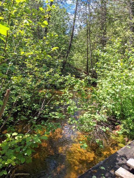 Creek as seen from the bridge.