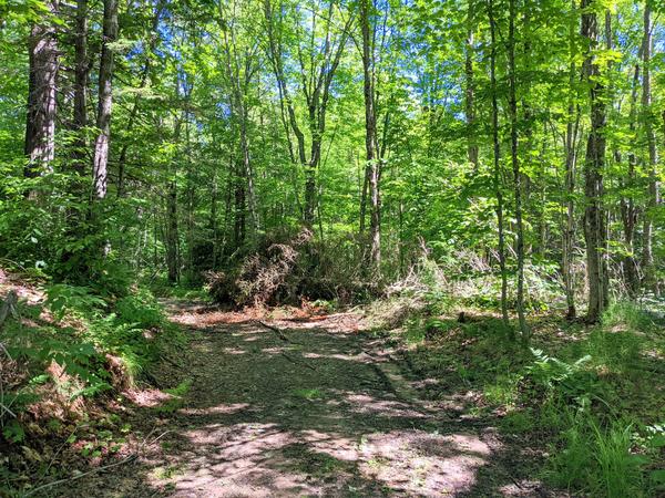 Downed tree on the road near C.O.P.S. camp.