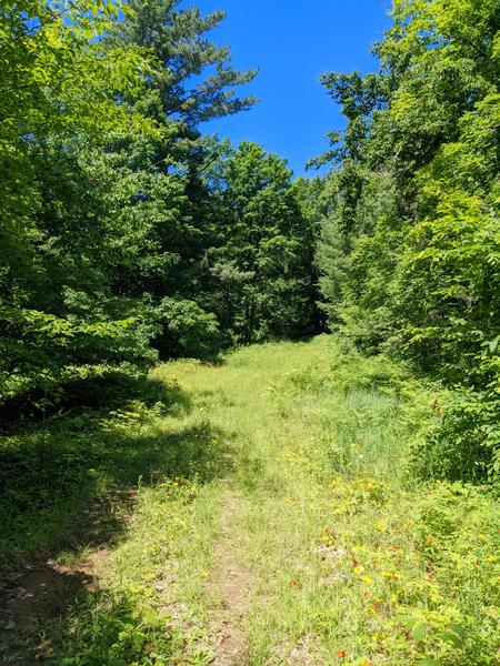 Path through the woods.