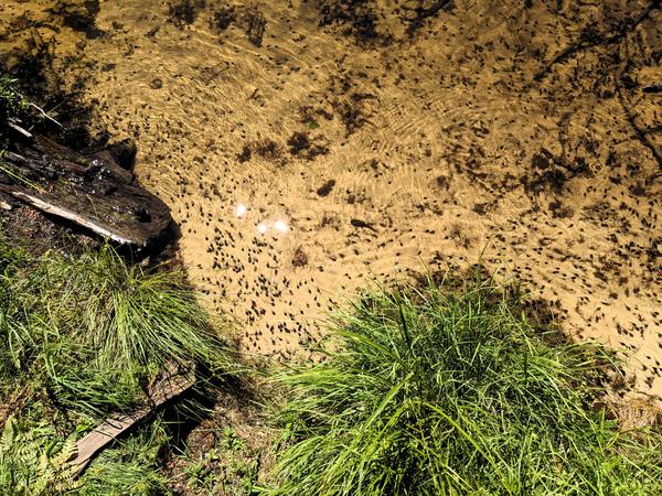 Many tadpoles in North Lake.