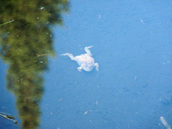 (Dead) frog in the beaver pond.