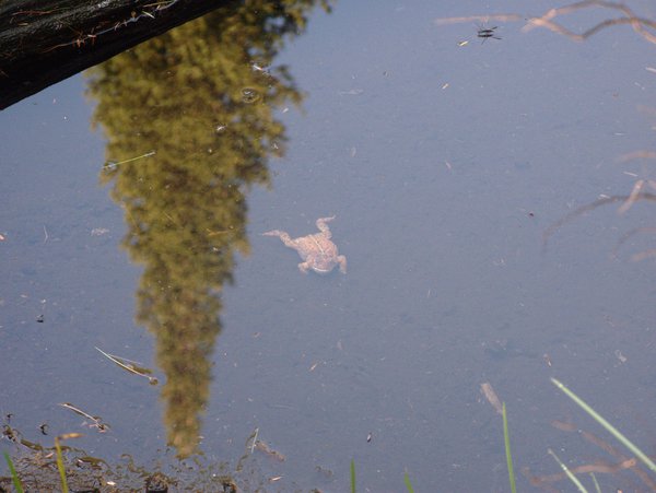 (Dead) frog in the beaver pond.