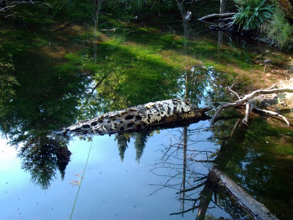 Beaver pond near the cabin.