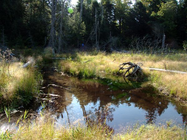 Large beaver "pond" behind the cabin.The water was extremely low.