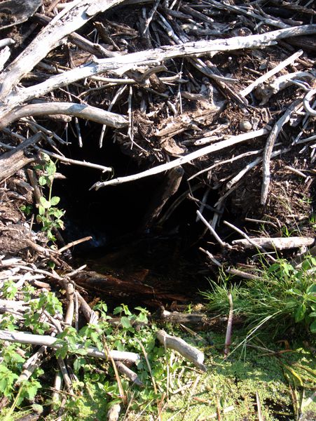 Water flowing through the beaver dam.