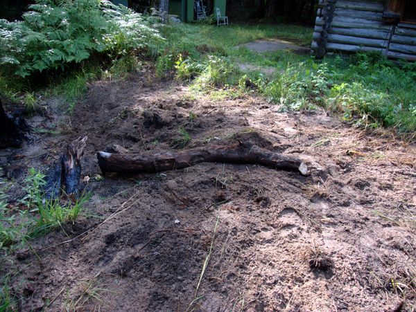 Part of a root removed from the stump complex. I filled
		  back in all that I had dug out.