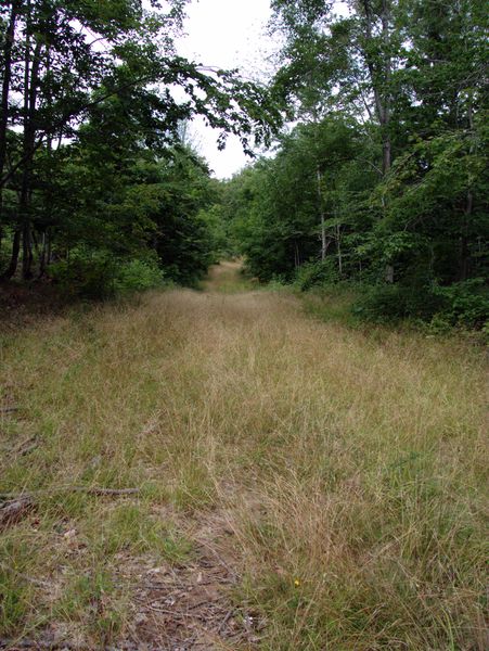 The road, mostly covered in grass but in good shape.