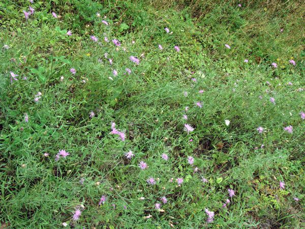 Wild flowers along the road.