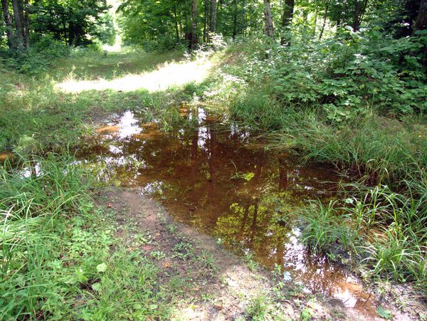 One of the puddles along the road.