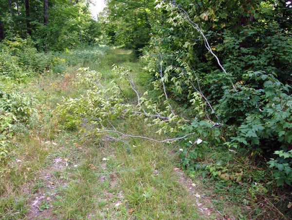 Small tree across the road.It doesn't really block the
		  road.