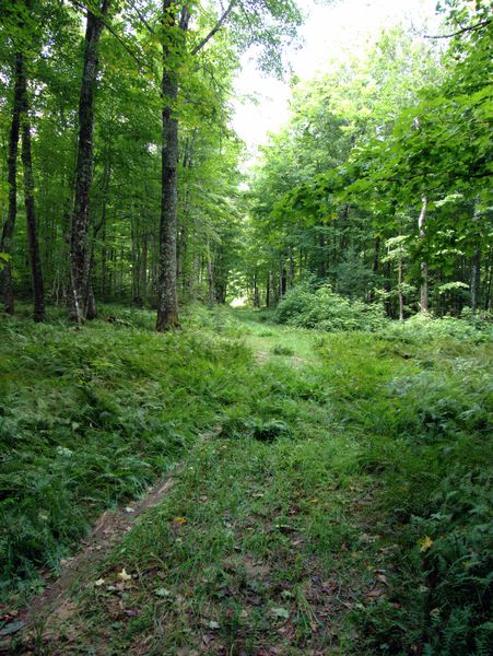 The road heading into a more wooded area.