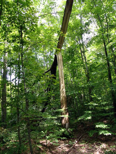 Large tree along Old Seney that split vertically.