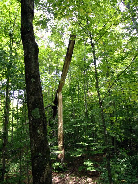 Large tree along Old Seney that split vertically.